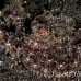 octopus_v_white_ta_hsb_r_h_0169_kom5156.jpg